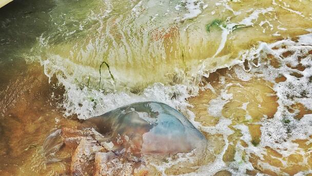 First Sharks... Now Portuguese Man-O-War Have Made It To The Cape