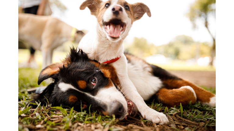 Dogs playing at public park