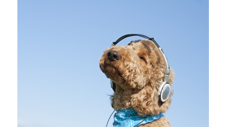 A dog listening to music with headphone