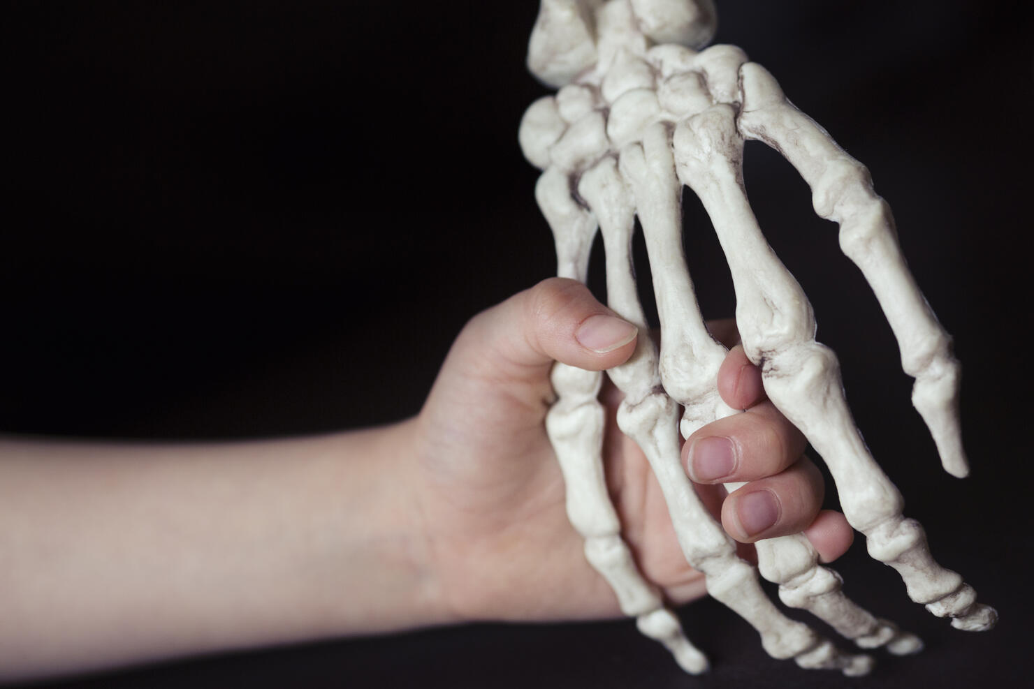 Child holding hand of replica human skeleton