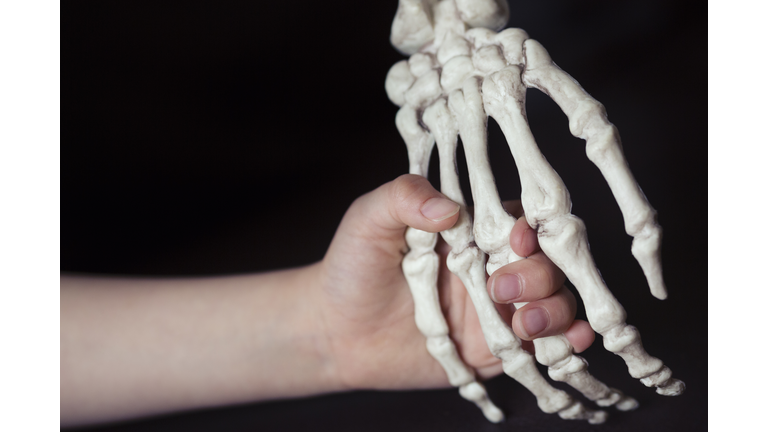 Child holding hand of replica human skeleton
