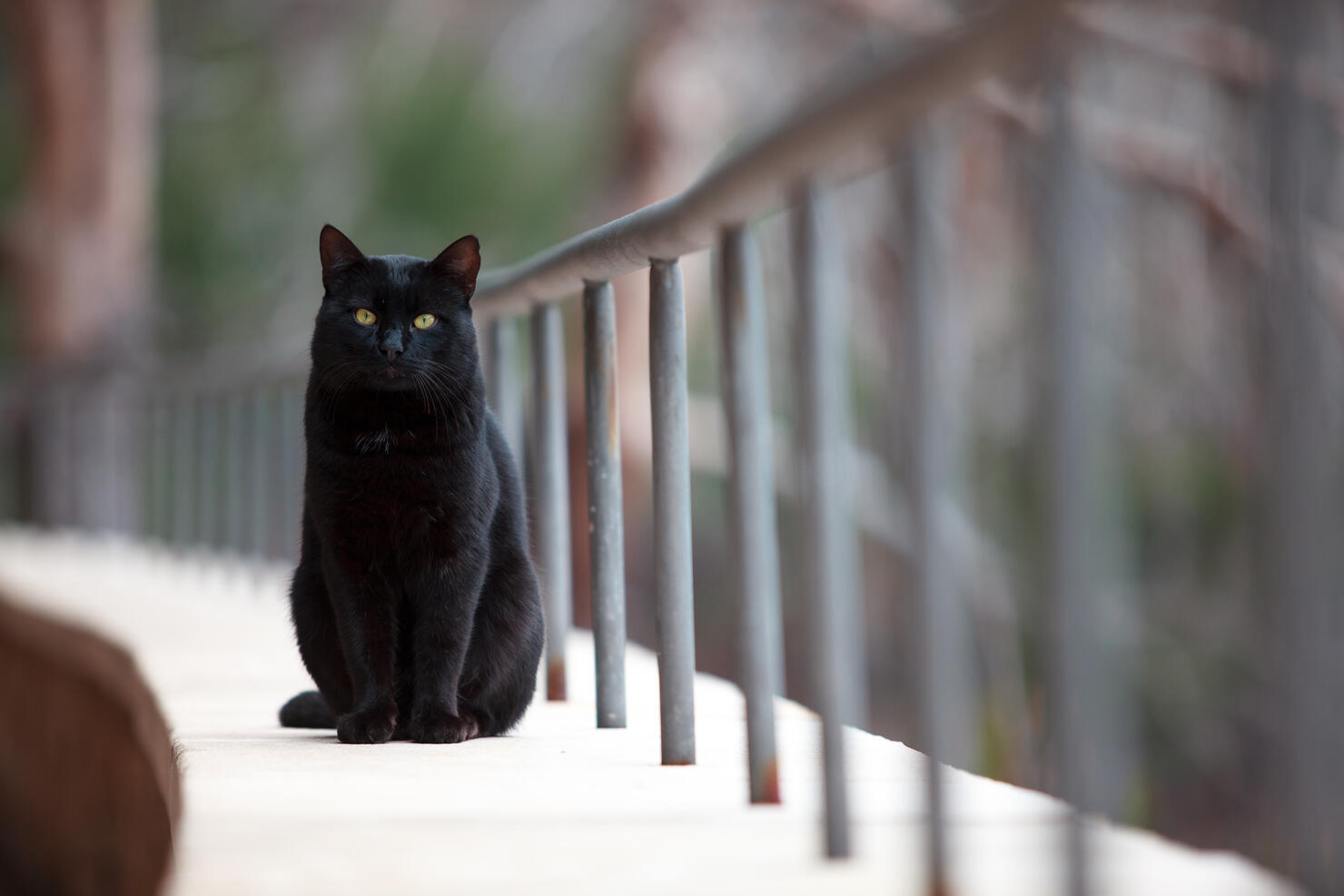Black cat looking at the camera, Majorca, Spain