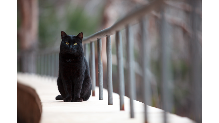 Black cat looking at the camera, Majorca, Spain