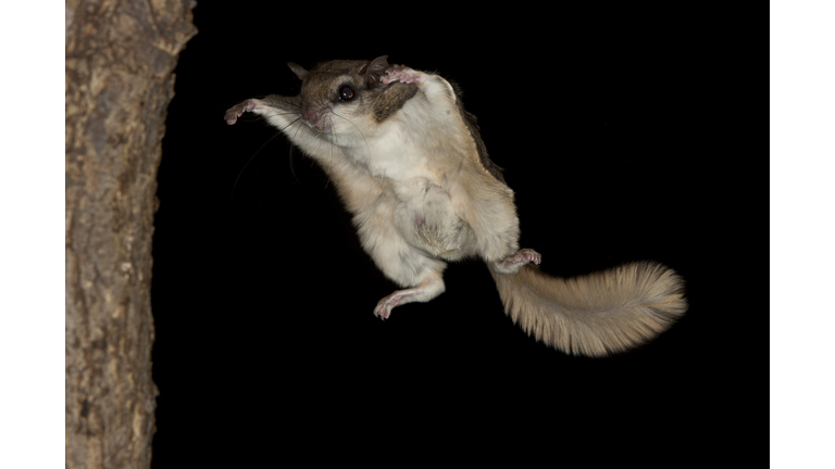 Southern Flying Squirrel, Glaucomys volans, gliding in dark