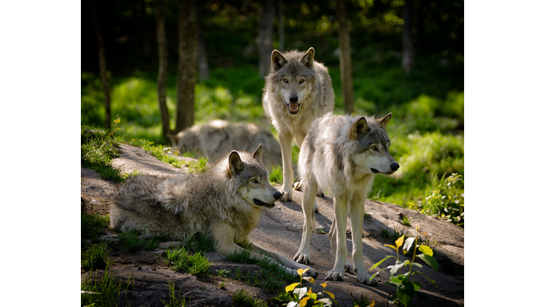 Three Eastern Timber Wolves Pack