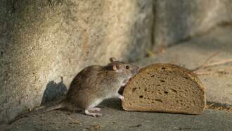 Rat Caught Inside Of MTA Ticket Machine Touch Screen Pad