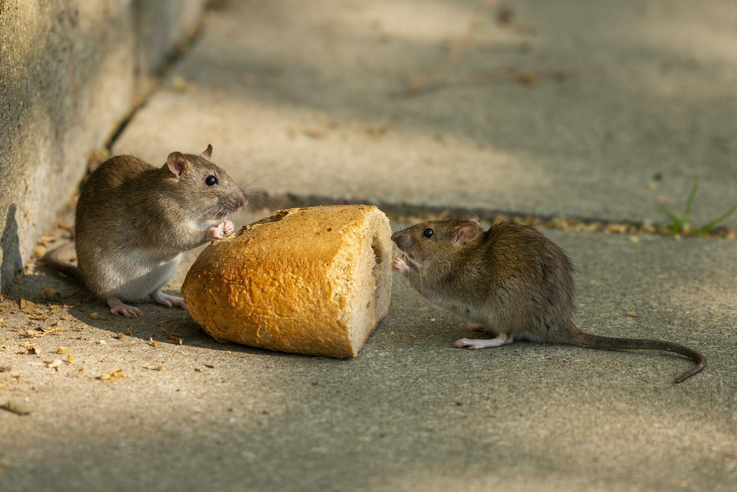 Brown rats (Rattus norvegicus) eating bread, Thuringia, Germany
