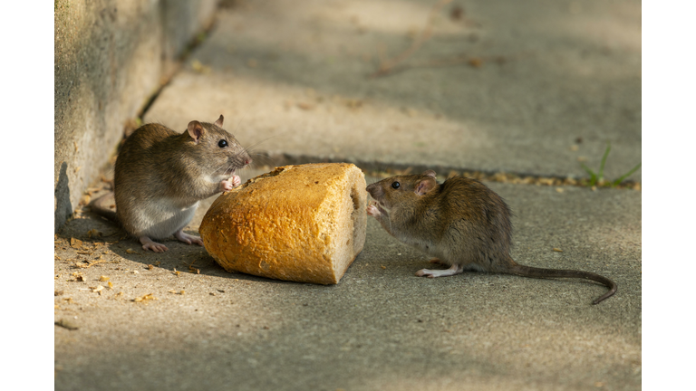 Brown rats (Rattus norvegicus) eating bread, Thuringia, Germany