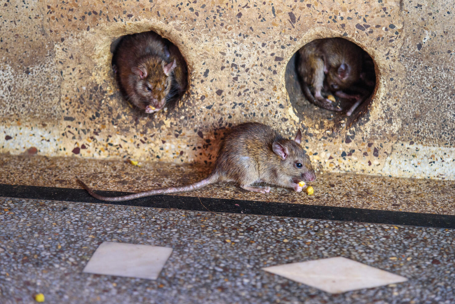 Rats in Karni Mata Temple or Rats Temple. Deshnok. Rajasthan. India