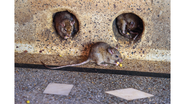 Rats in Karni Mata Temple or Rats Temple. Deshnok. Rajasthan. India