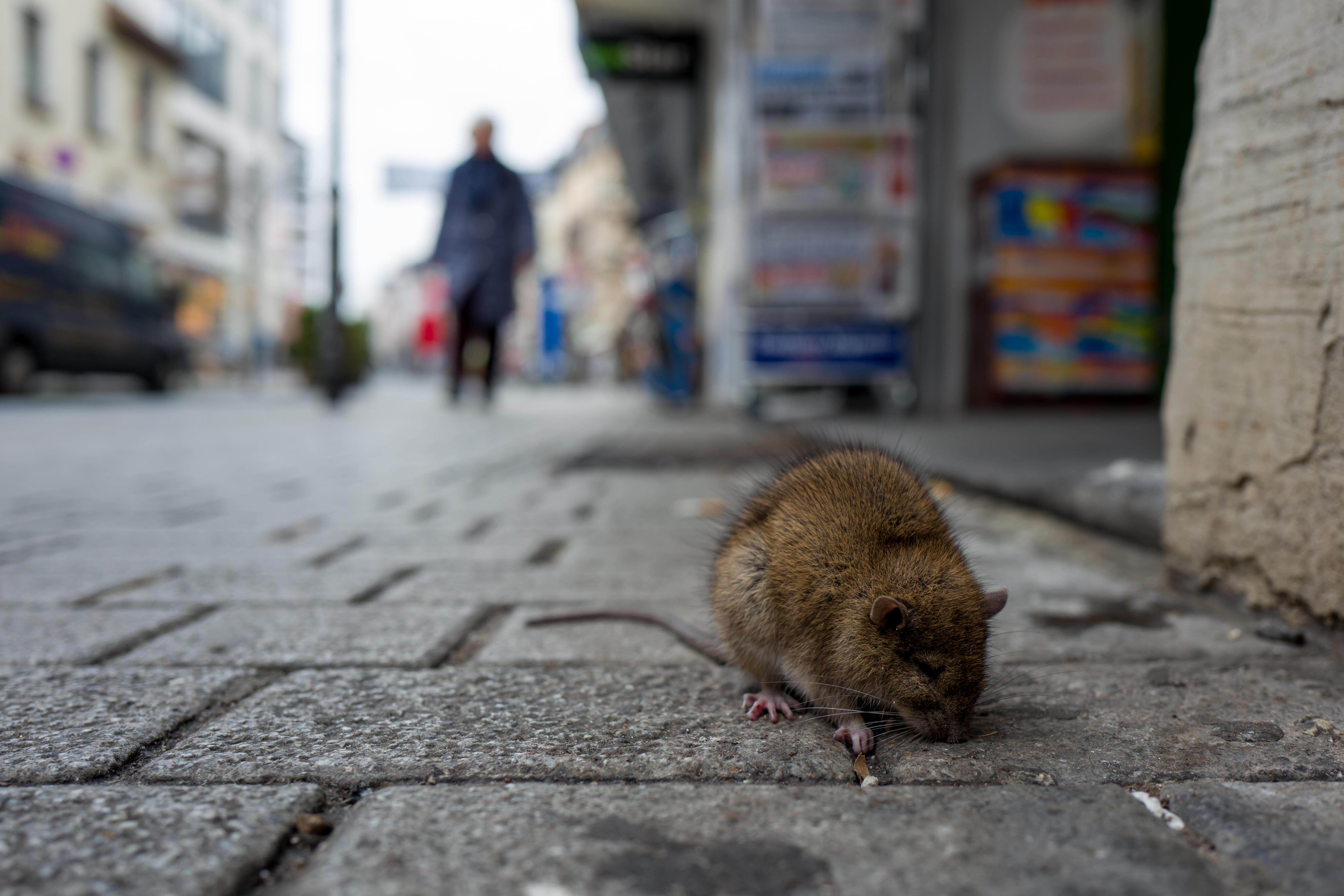 Ohio City Named One Of The Rattiest In America Iheart