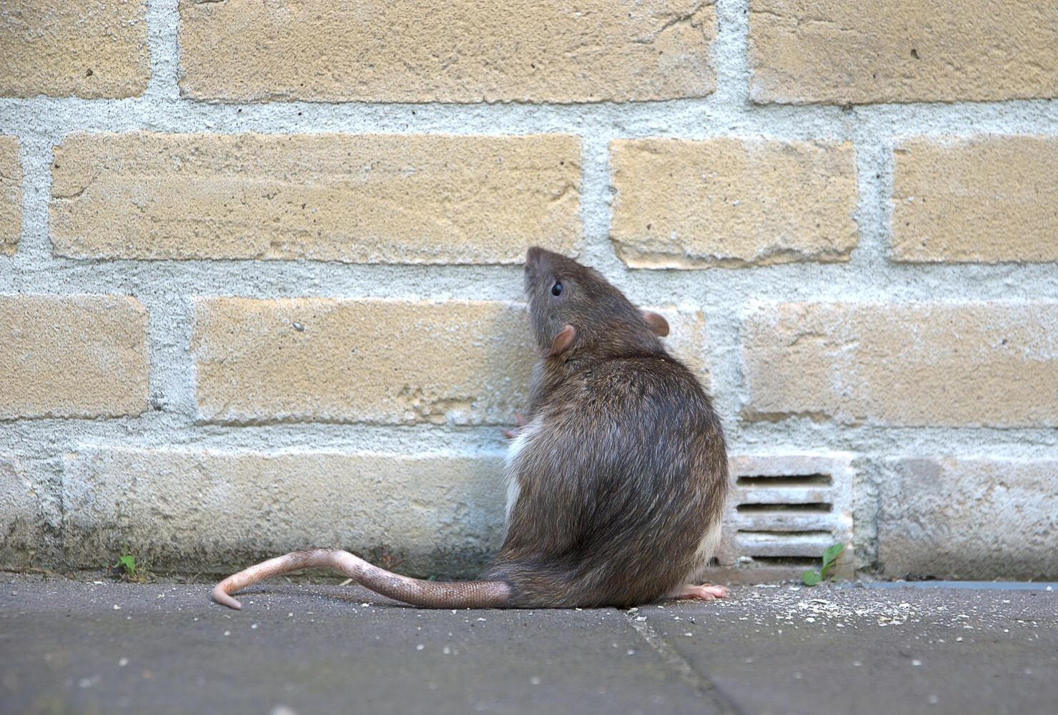 Urban rat