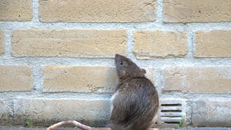 First Case Of Severe Virus Since Last Year Detected In New Mexico 