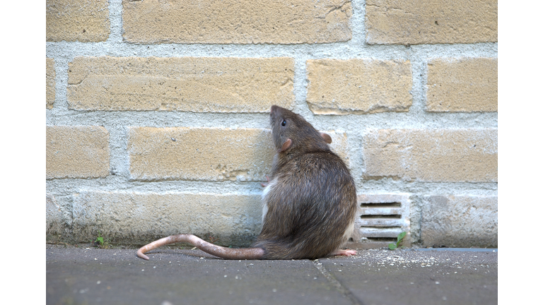 Urban rat