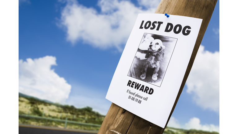 Lost dog poster nailed to a lightpost