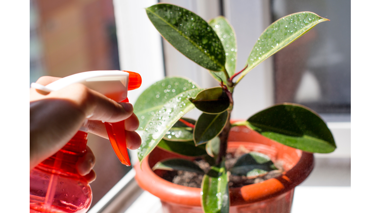Cropped Hand Of Person Spraying Water On Potted Plant At Home