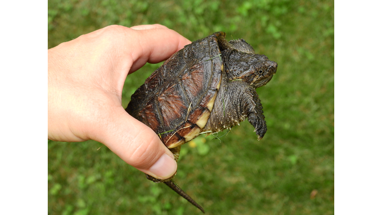 Close Up of Young Snapping Turtle Held in a Hand