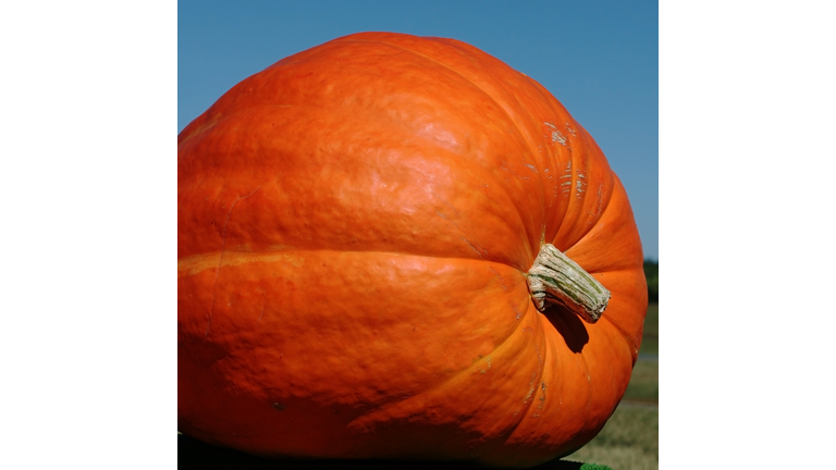 Great Big Pumpkin