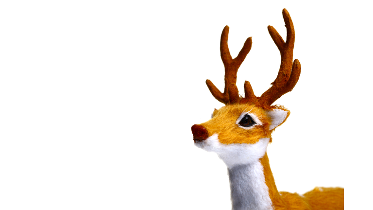 Reindeer