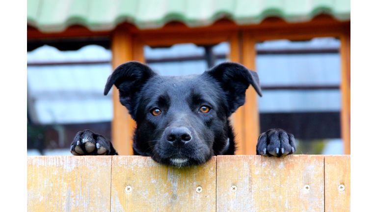 Black dog looking over a fence