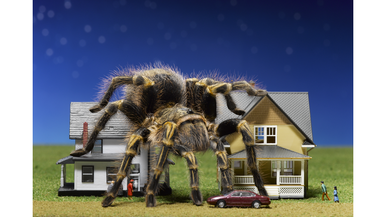 Tarantula climbing over toy houses