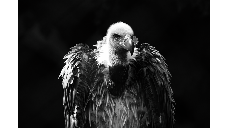 Close-Up Of Vulture