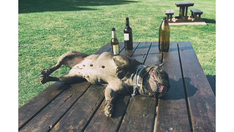 Drunk dog