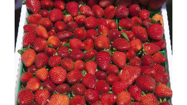 Strawberries at Strawberry Festival, Ponchatoula