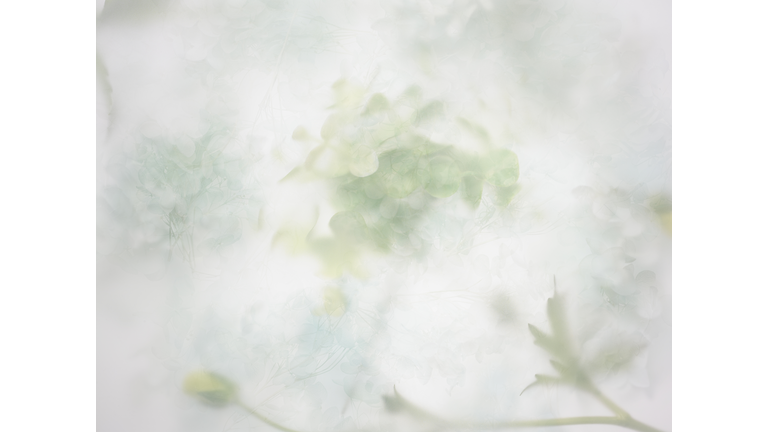 Near Death Experiences