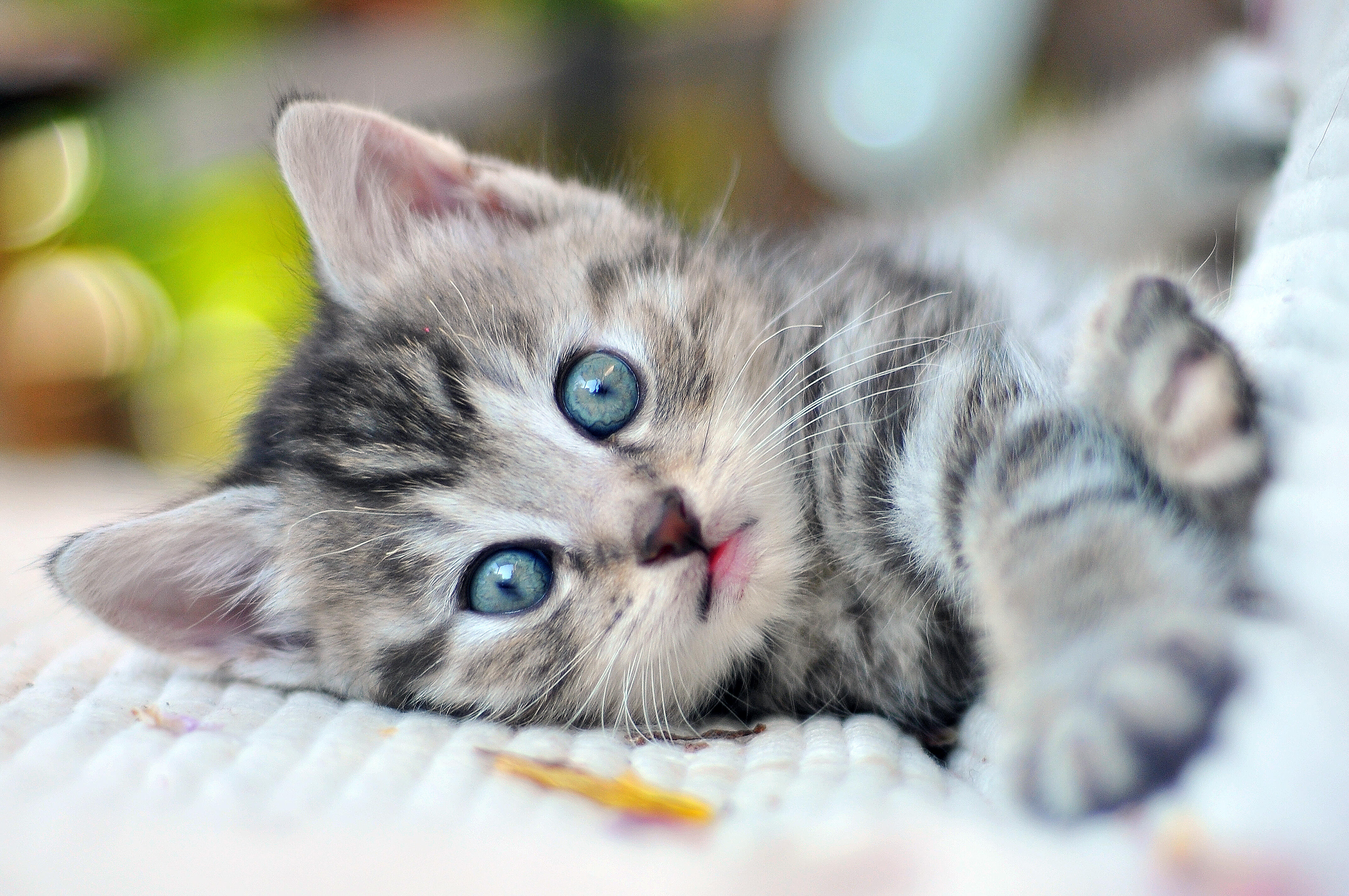 Adopting A Kitten Could Bring You The Added Bonus Of A Free Airplane Trip  93.1 The Mountain