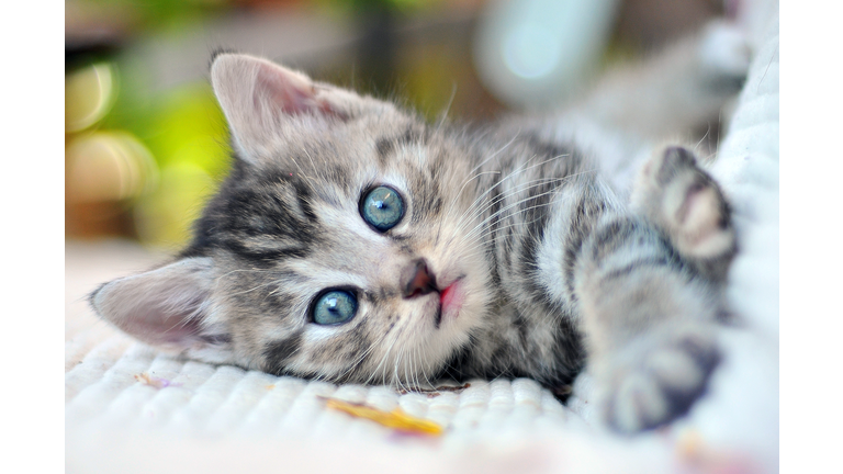 Kitten with blue eyes