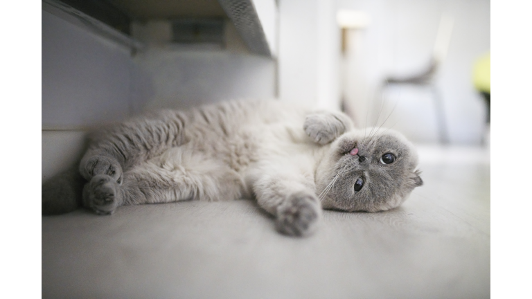 Scottish Fold Cat