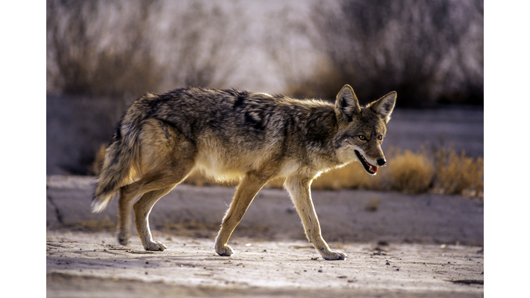 Wild Coyote in roaming in Badwater - Death Valley National Park, USA