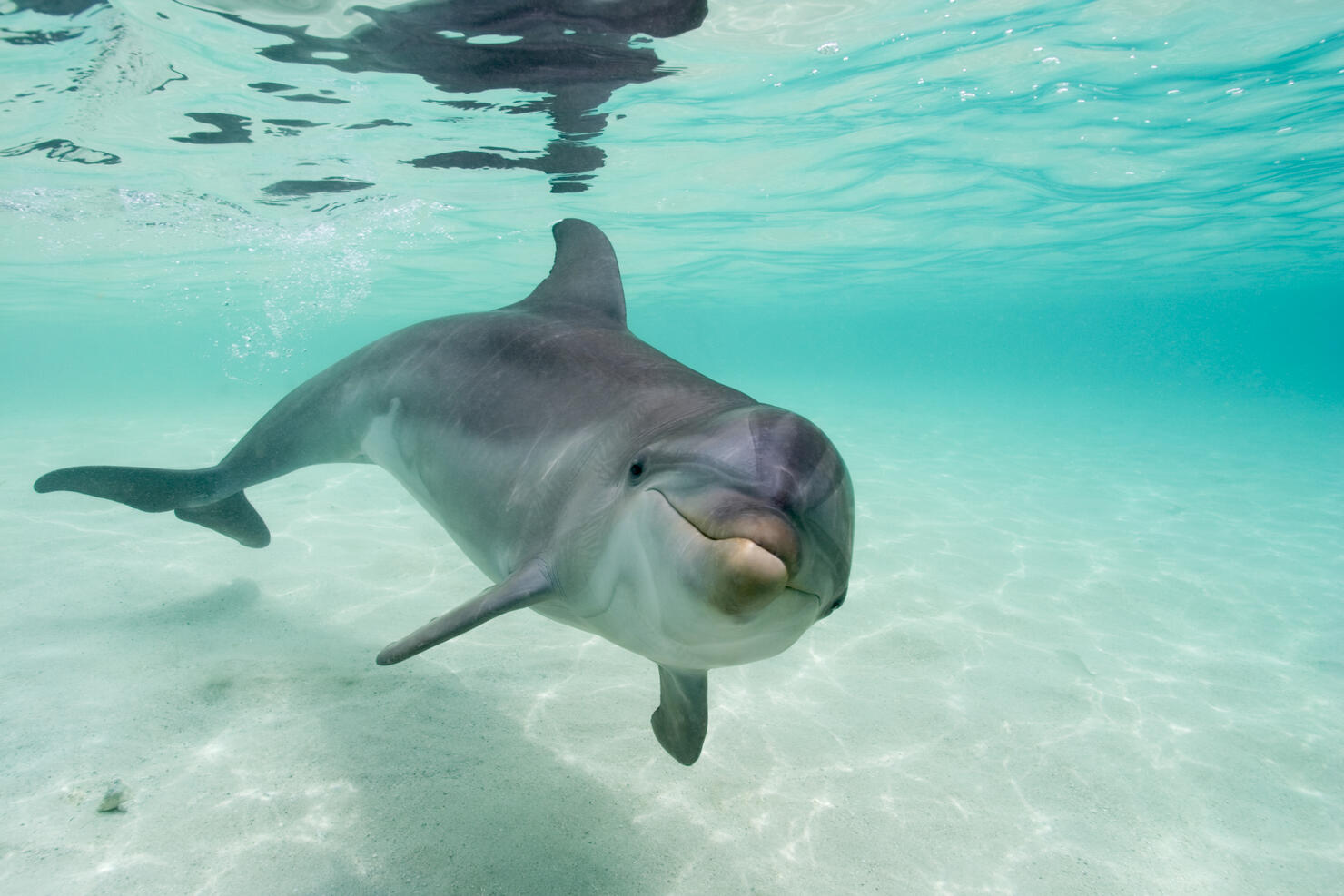 Bottlenose Dolphin