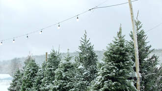 Second Date Update UPDATE: Shawna & Hunter (8 Trees A Trimming)