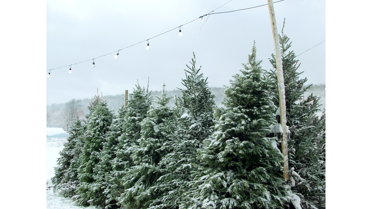 Snowy Christmas trees under outdoor fairy lights