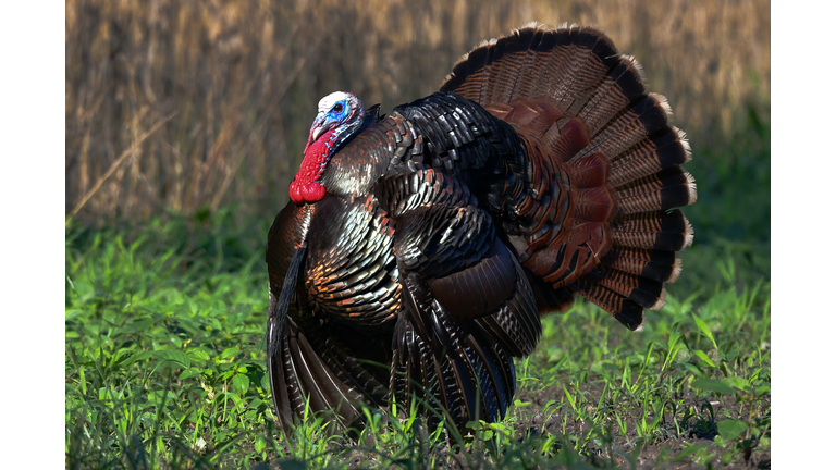 Tom Turkey Strutting