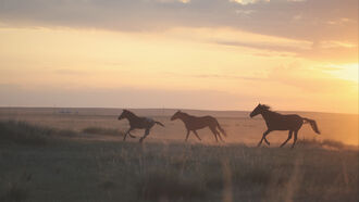 Protecting Wild Horses / UAPs & Congress