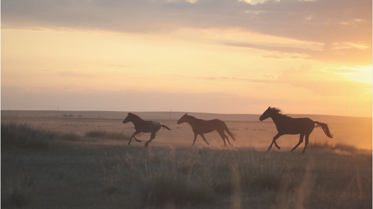 Protecting Wild Horses / UAPs & Congress