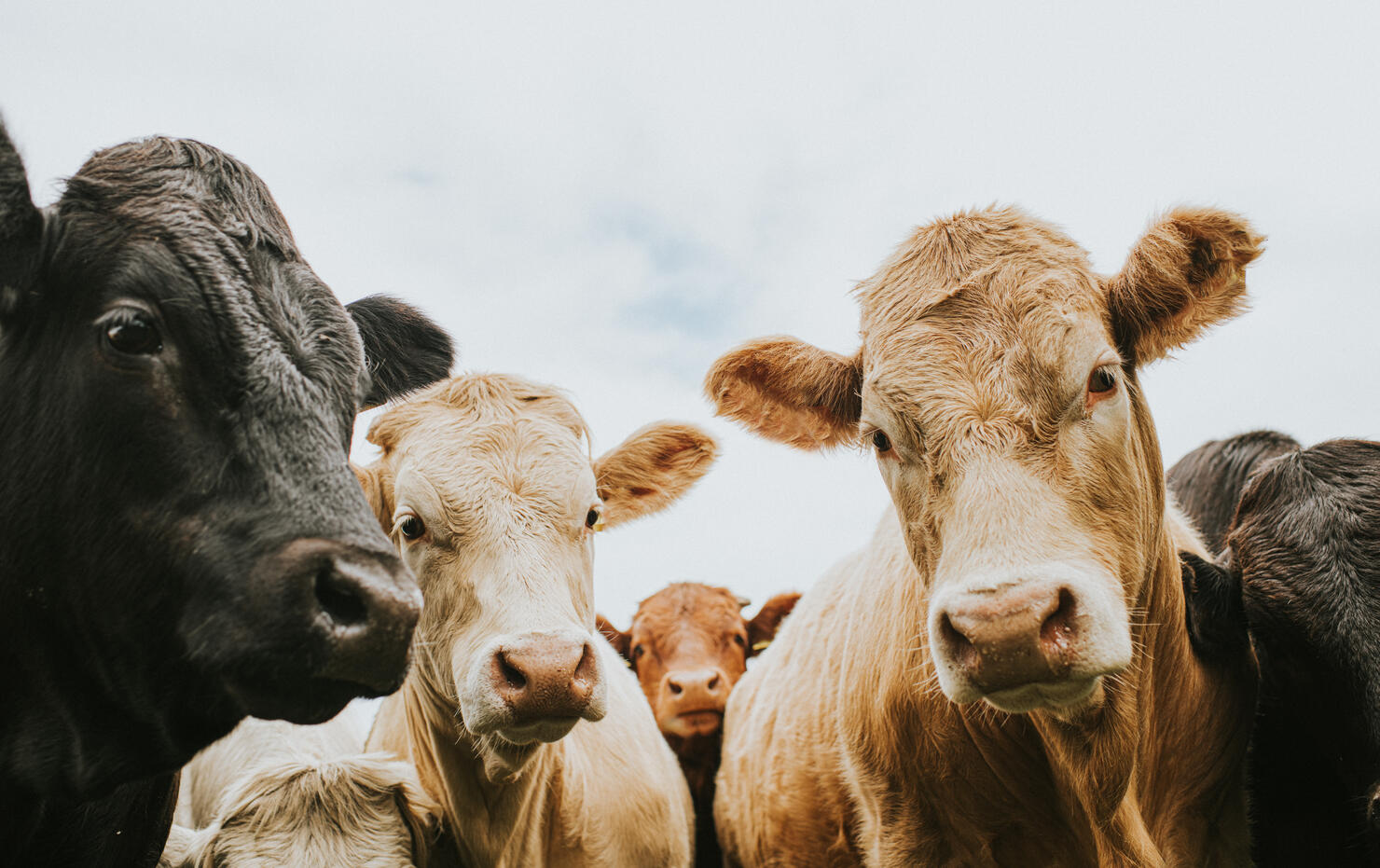 Herd of Cows looking down, directly at the Camera.