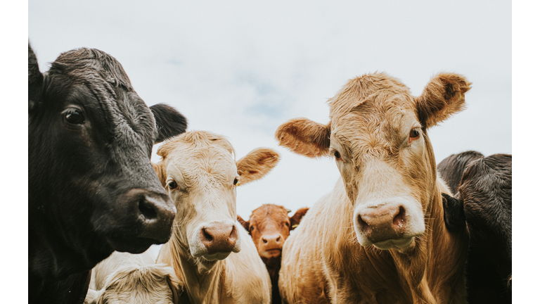 Herd of Cows looking down, directly at the Camera.