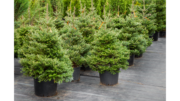 Christmas trees in pots