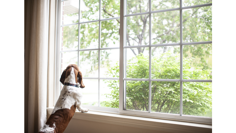 Basset hound dog staring out the window waiting at home