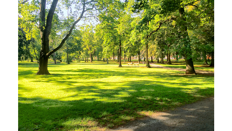 Trees On Grassy Landscape In Park