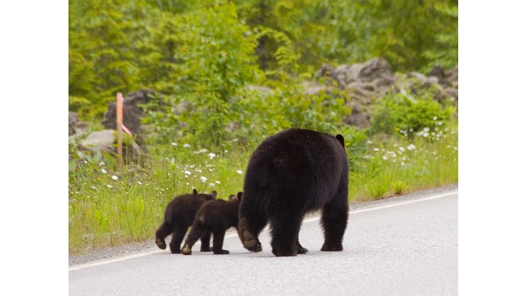 Black bear and cubs walking away.