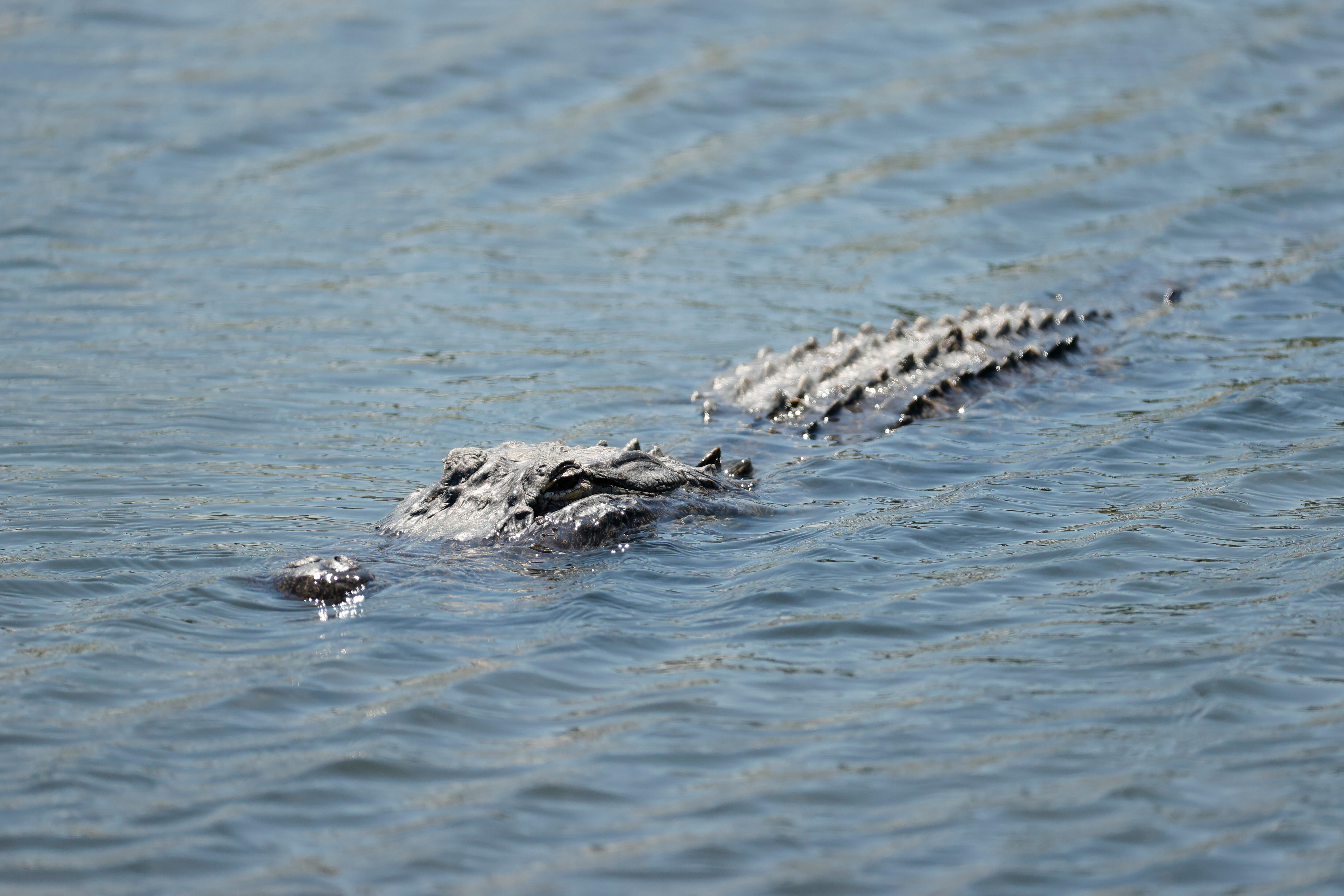 Neighbor Alligator Spotted Behind Denton County Homes iHeart