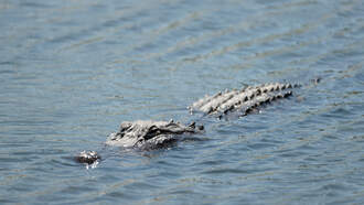 Unwelcome Neighbor: Alligator Spotted Behind Denton County Homes
