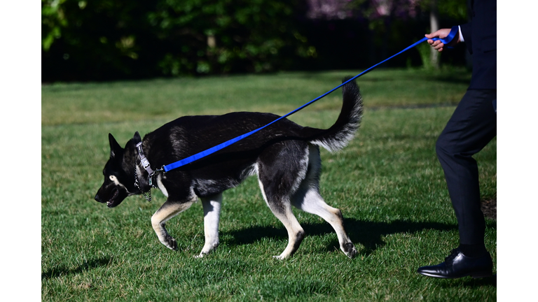 US-POLITICS-BIDEN-DOGS