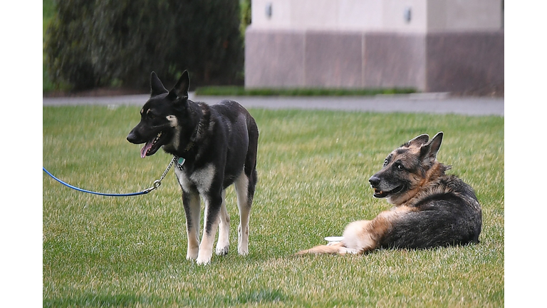 US-POLITICS-BIDEN-DOGS