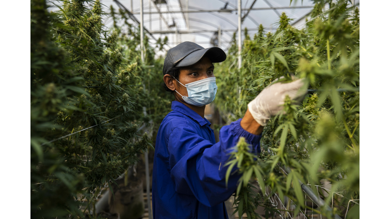 Thailand's Medical Marijuana Growing Facilities